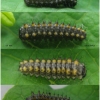 z polyxena larva2 volg